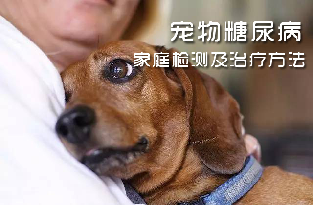 狗疯狗病_疯狗病偏方_间接感染疯狗病