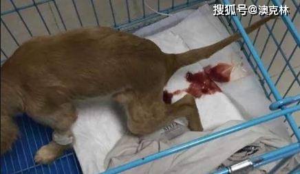 间接感染疯狗病_疯狗病偏方_狗疯狗病