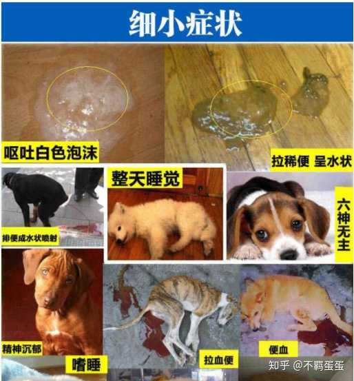 疯狗病偏方_间接感染疯狗病_狗疯狗病