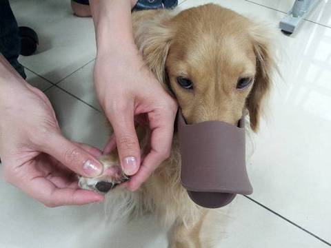 养什么狗最赚钱又好养_洛阳信息港洛阳城事雪那瑞狗_养狗这件事 下载