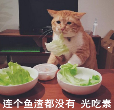 退休在家养猫好还是狗好