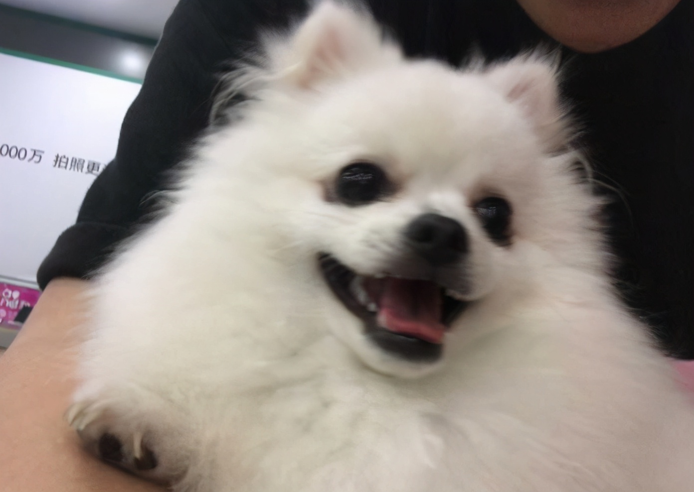 狗圈中最受欢迎的小型犬，谁是你心中的第一