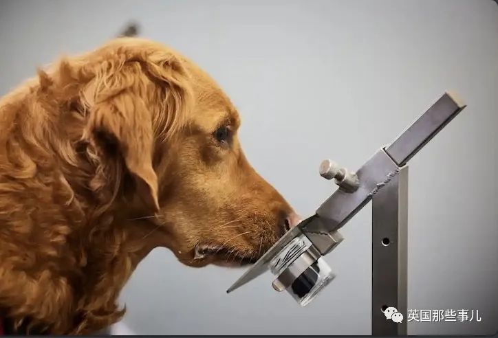 英国用狗狗检测新冠，准确率接近核酸检测！狗子检测小队很棒呀