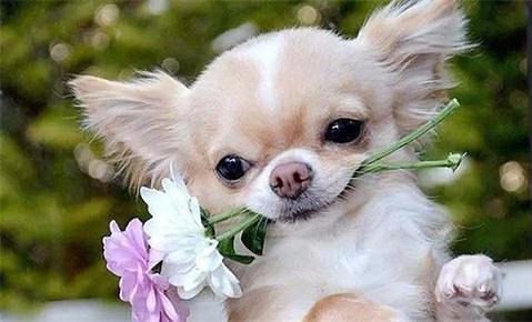七种好养活的“寿星狗”，有没有你心目中的第一名呢？