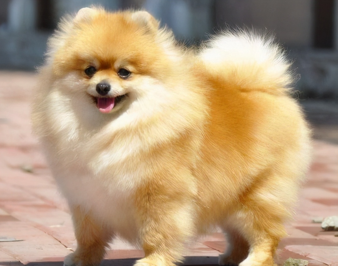 狗界的6种“老寿星”，抱一只回家，能养十几年