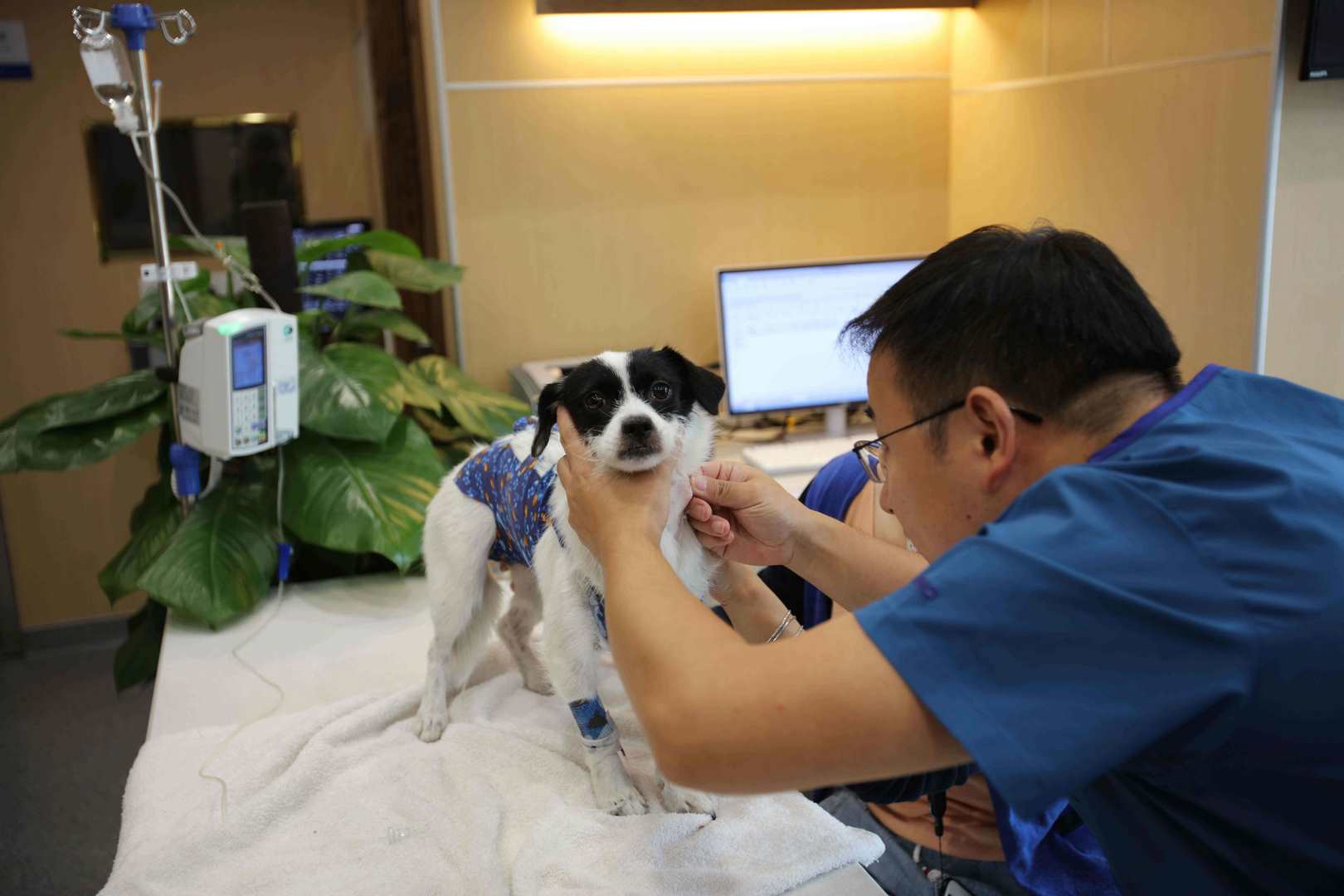 宠物店买到病狗_厦门宠物店病狗_成都宠物店病狗