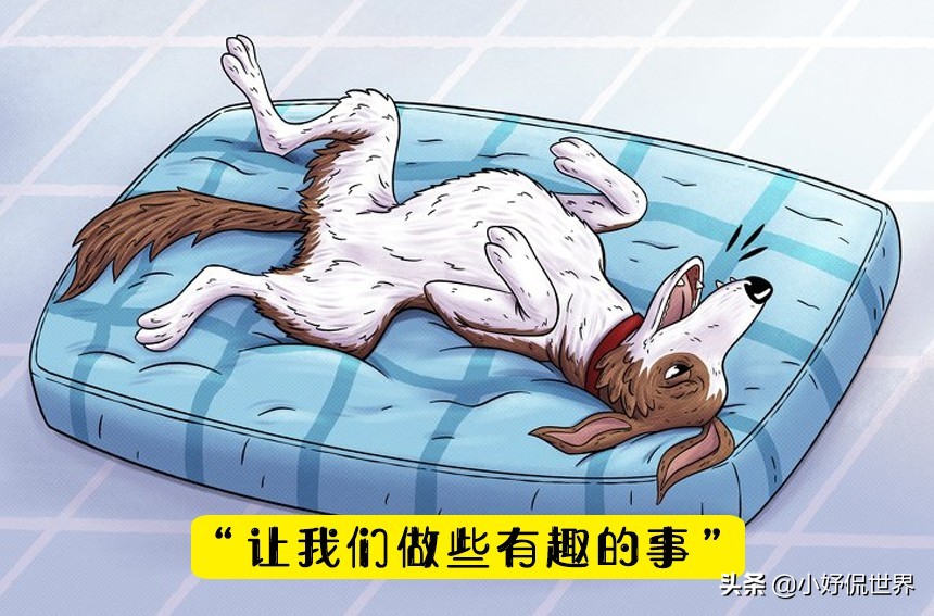 家中狗狗吠叫的5种解读，以及如何避免这种情况的出现