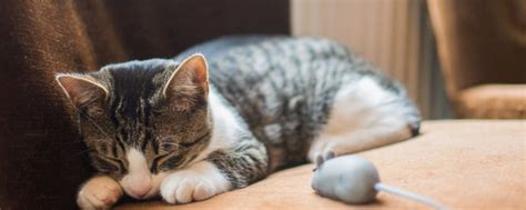 狗狗真菌性皮肤病用什么药？怎么治疗好呢？？