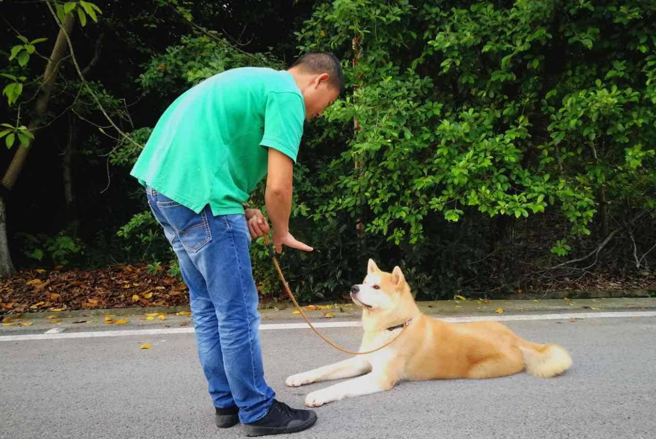 悉尼狗狗训练学校