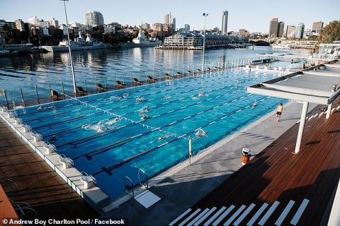 悉尼标志游泳池将每年举办“狗狗派对” 方便宠物清凉渡夏