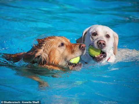 悉尼标志游泳池将每年举办“狗狗派对” 方便宠物清凉渡夏