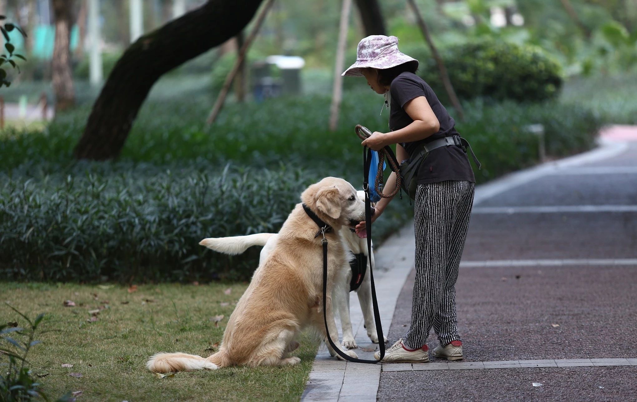 好女不养狗好男不养猫