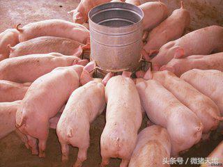 农民学养猪，养猪手册第十三课：猪疾病的预防和控制（大结局）