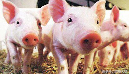 农民学养猪，养猪手册第十三课：猪疾病的预防和控制（大结局）