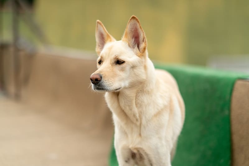 来自韩国的国宝犬种，曾经在奥运开幕式出现，它们的名字叫珍岛犬