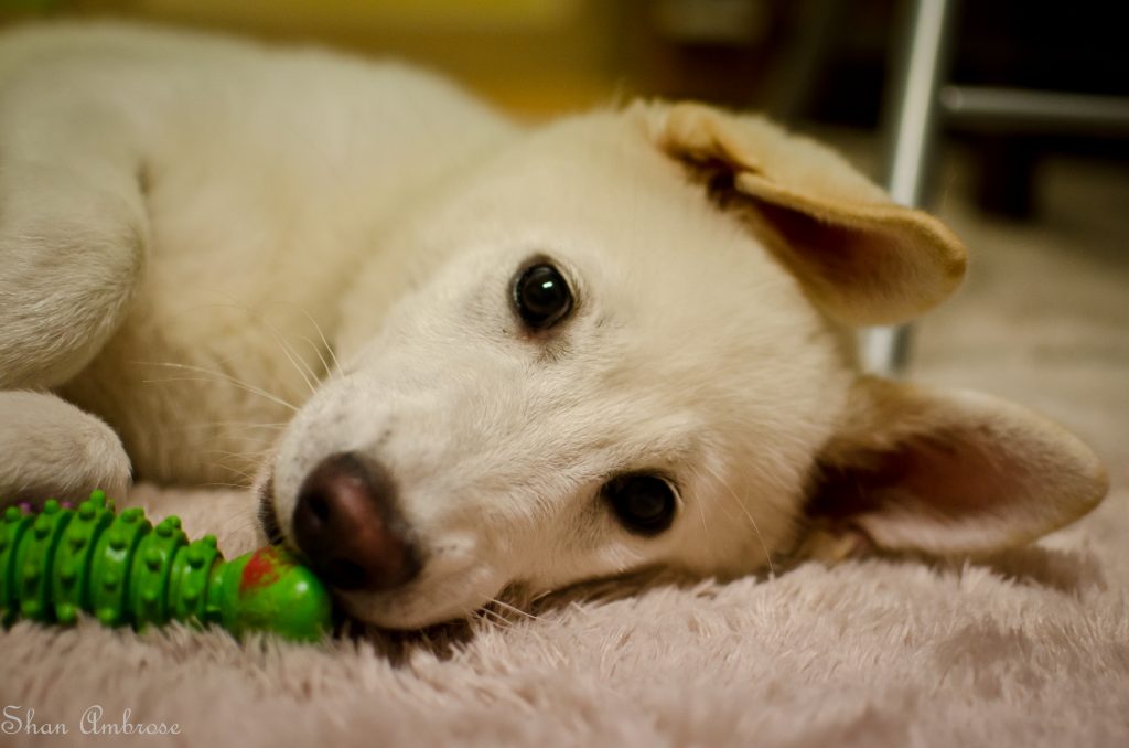 来自韩国的国宝犬种，曾经在奥运开幕式出现，它们的名字叫珍岛犬
