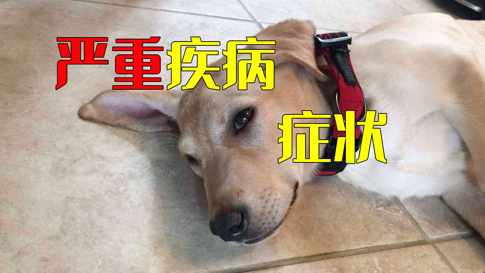 养狗容易得狂犬病吗