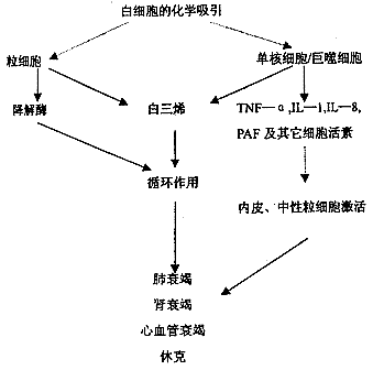 狗病临床手册