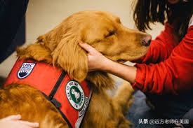 为学生减压，美国大学让宠物犬进校园