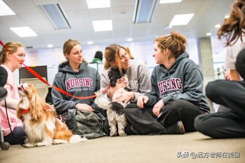 为学生减压，美国大学让宠物犬进校园