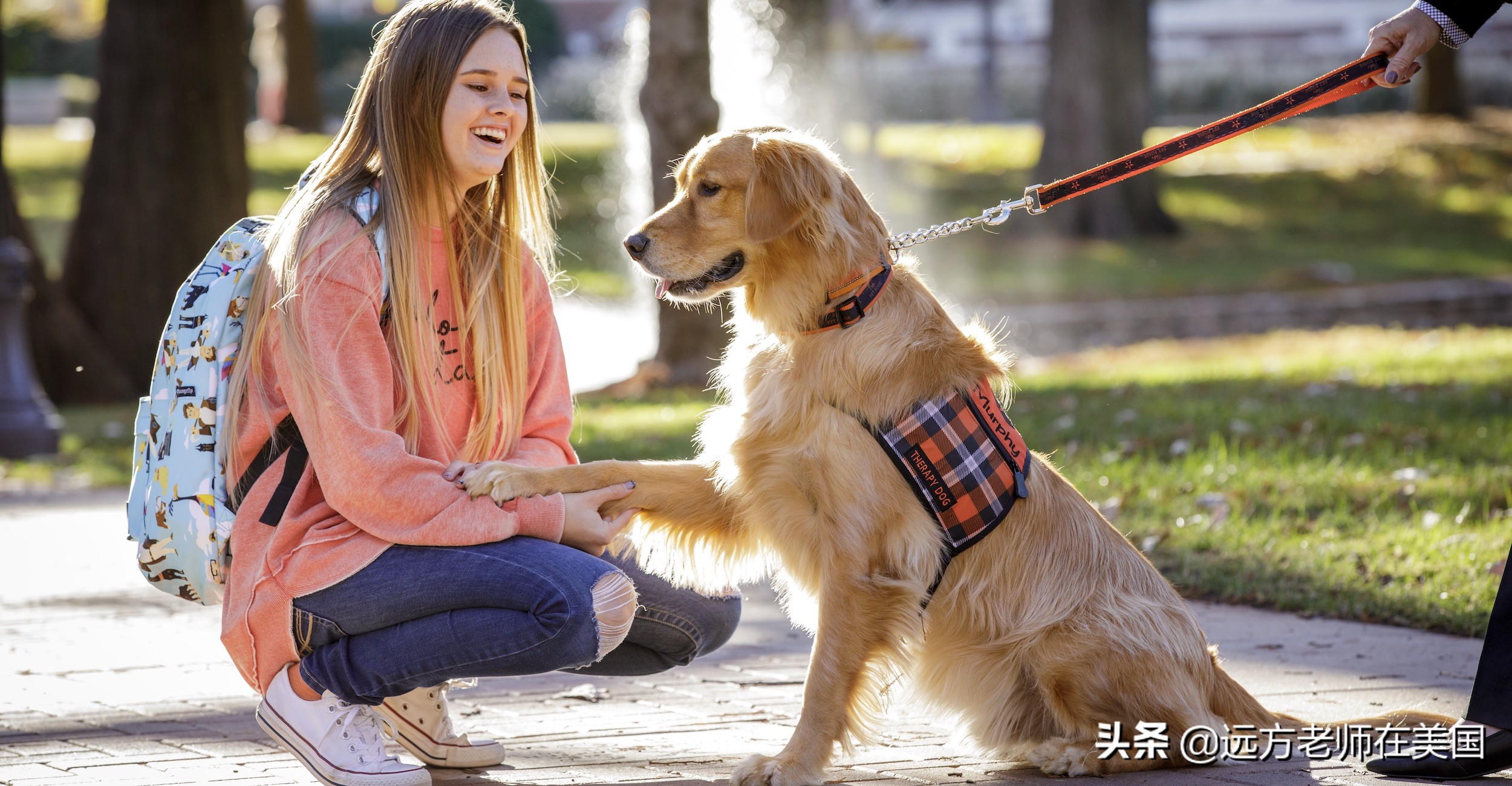 为学生减压，美国大学让宠物犬进校园