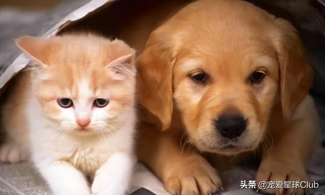 狗找狗猫找猫_新手养什么狗最好，要聪明的狗_养狗与养猫