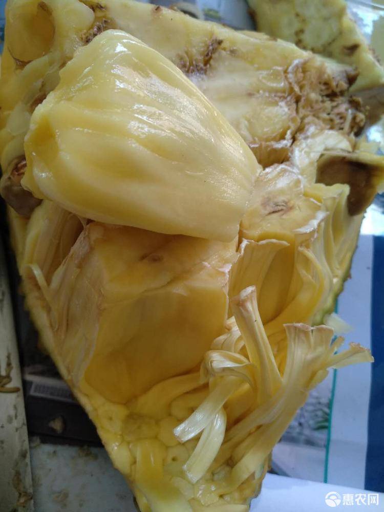 怀孕家里养狗注意事项_养八哥狗需要注意什么_怀孕7个月注意什么事项