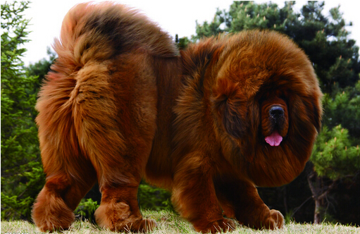 世界上最大的狗品种 体型大的狗狗排行
