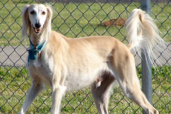 世界十大最贵的狗分别是藏獒、罗威纳犬