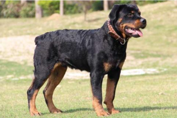 世界十大最贵的狗分别是藏獒、罗威纳犬