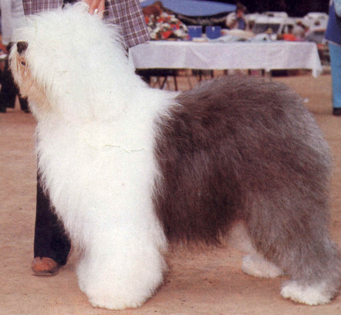 世界最贵的狗排名品种_大丹麦狗马默杜克里面的那只猫是什么品种_世界上最大的品种狗