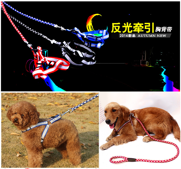 宿舍养宠物养什么好_在宿舍养狗_养一只狗好还是养两只狗好