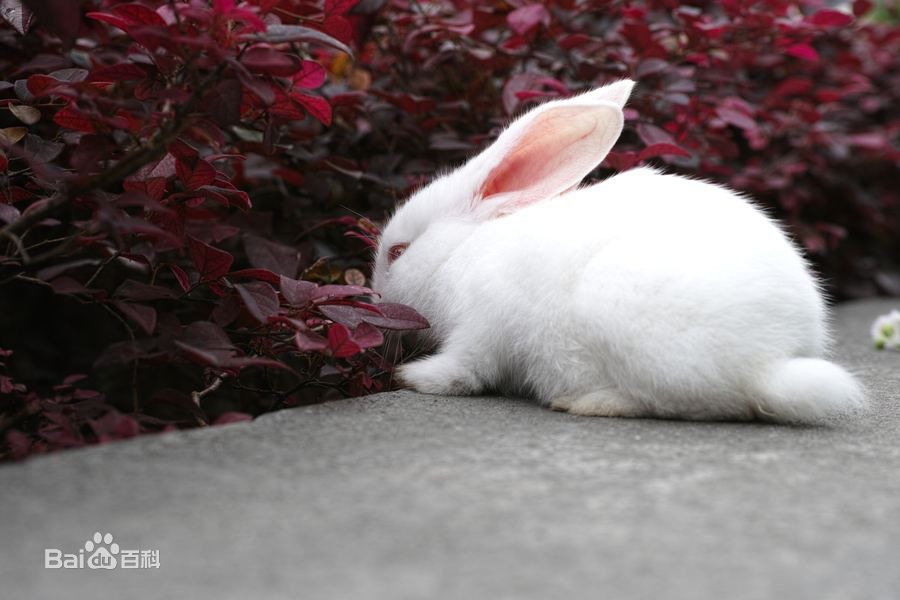 为什么兔子的尾巴是短的_兔子尾巴的歇后语是_兔子的尾巴歇后语读音