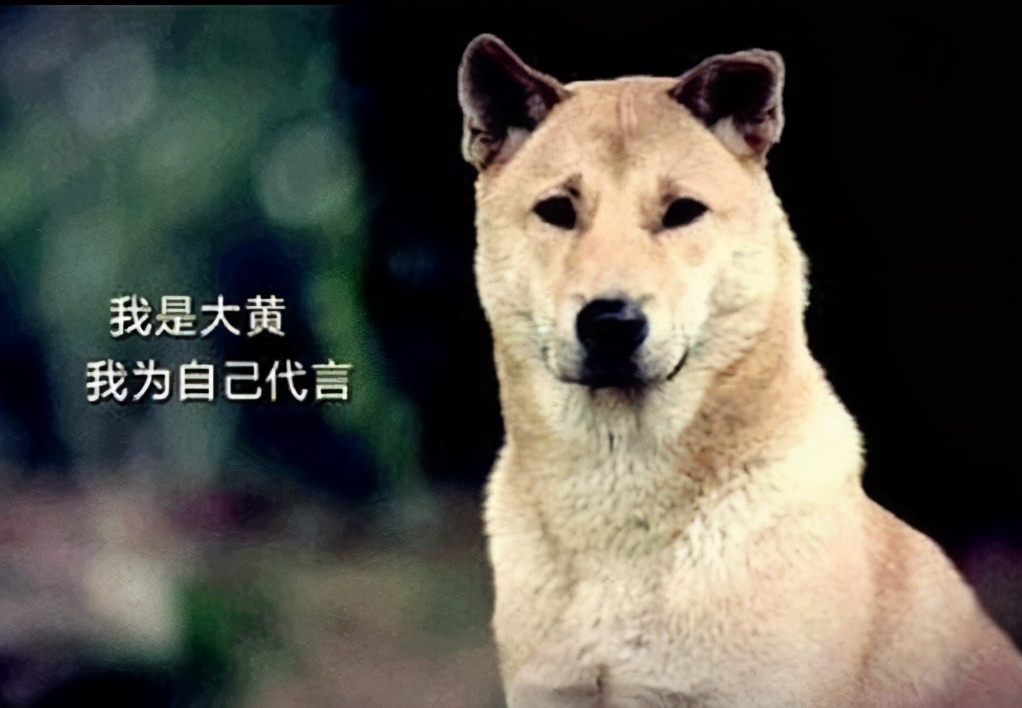 中华田园犬名片：七大款，款款经典有特色，不输外国狗