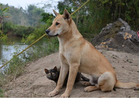 中华田园犬名片：七大款，款款经典有特色，不输外国狗