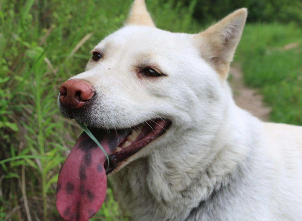 中华田园犬名片：七大款，款款经典有特色，不输外国狗