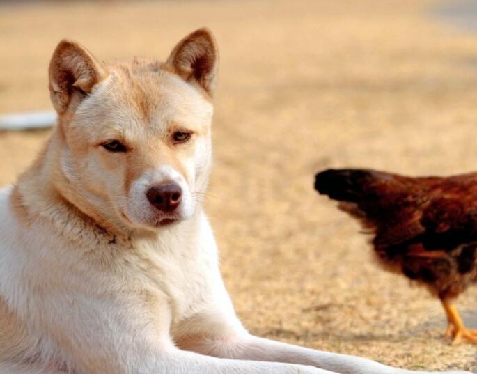 中华田园犬名片：七大款，款款经典有特色，不输外国狗