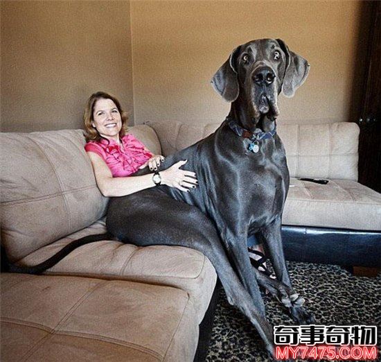 世界上最高大的狗大乔治（高度能达到惊人的220厘米）