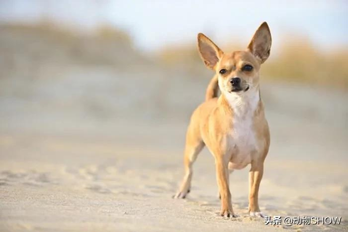 你知道世界上最小的狗有哪些吗？盘点世界上最小的10大犬种