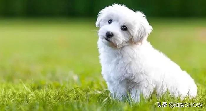 你知道世界上最小的狗有哪些吗？盘点世界上最小的10大犬种