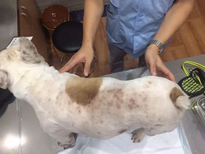 女医疯狗病_狗疯狗病_疯狗病传染吗