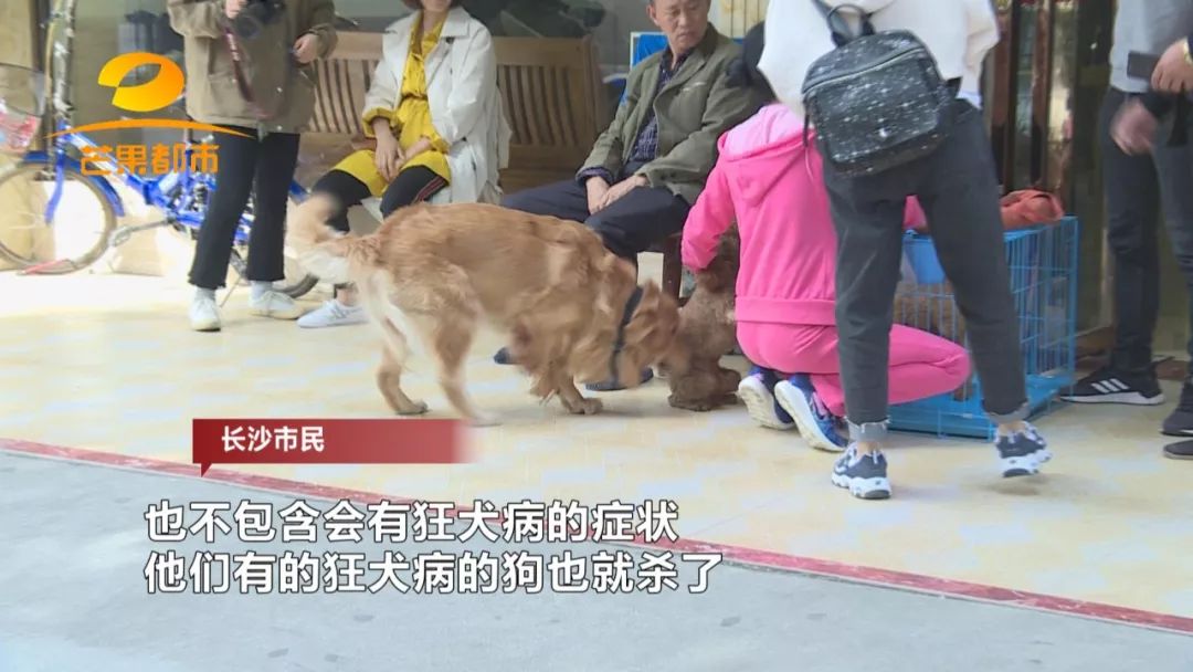 狗神电影_病狗神题_「生徒会の一存」 狗神煌画集