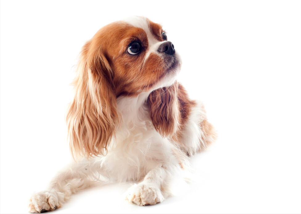 狗狗常见8大疾病，附症状判断及治疗方法