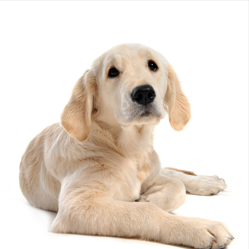 狗狗常见8大疾病，附症状判断及治疗方法