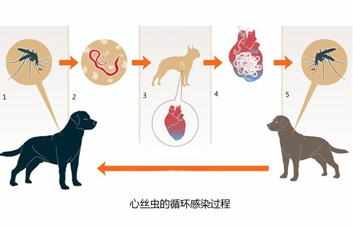 家里养泰迪狗注意什么_养狗的注意事项_孕妇后八个月应注意哪些事项