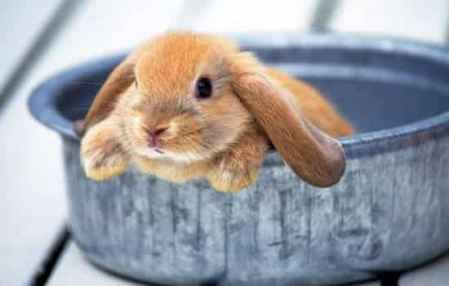 风水堂:适合养什么宠物适合自己养兔子