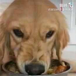 手把手教你解决犬护食问题