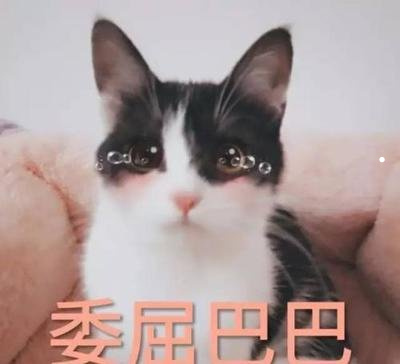 养猫养狗对人身有什么危害吗