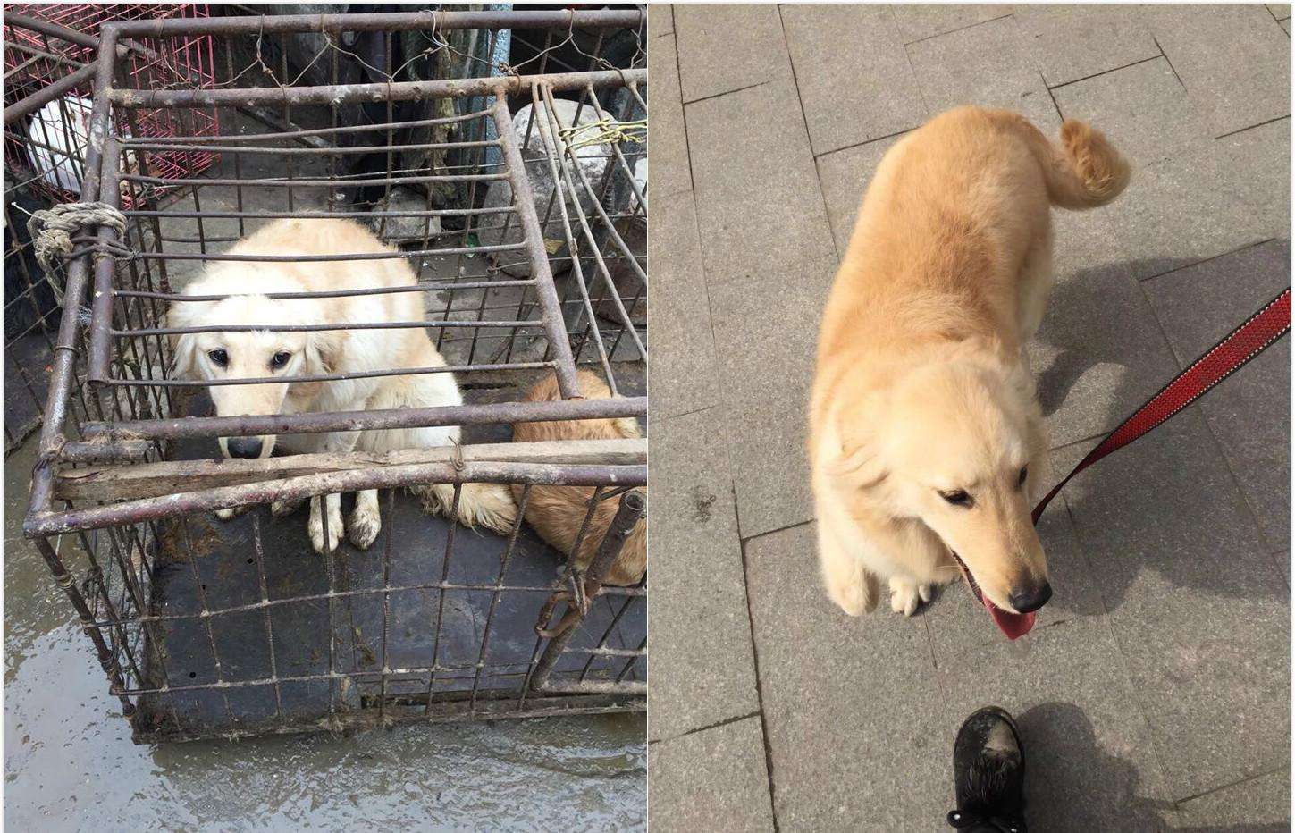 城市养狗禁止_养博美犬好还是养泰迪狗好_城市养什么狗好