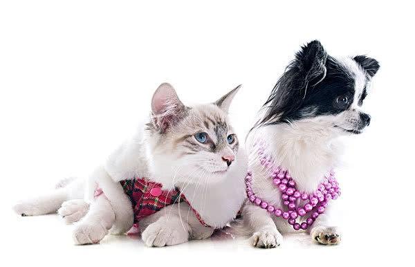 男不养猫、女不养狗的俗语背后的故事